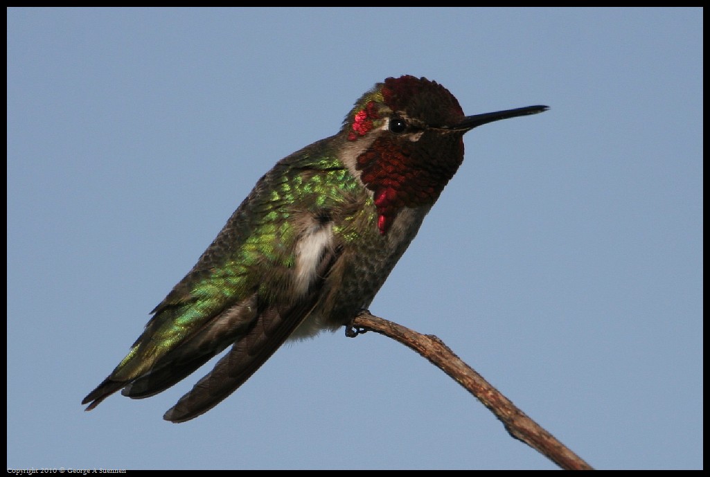 0314-171811-01.jpg - Anna's Hummingbird