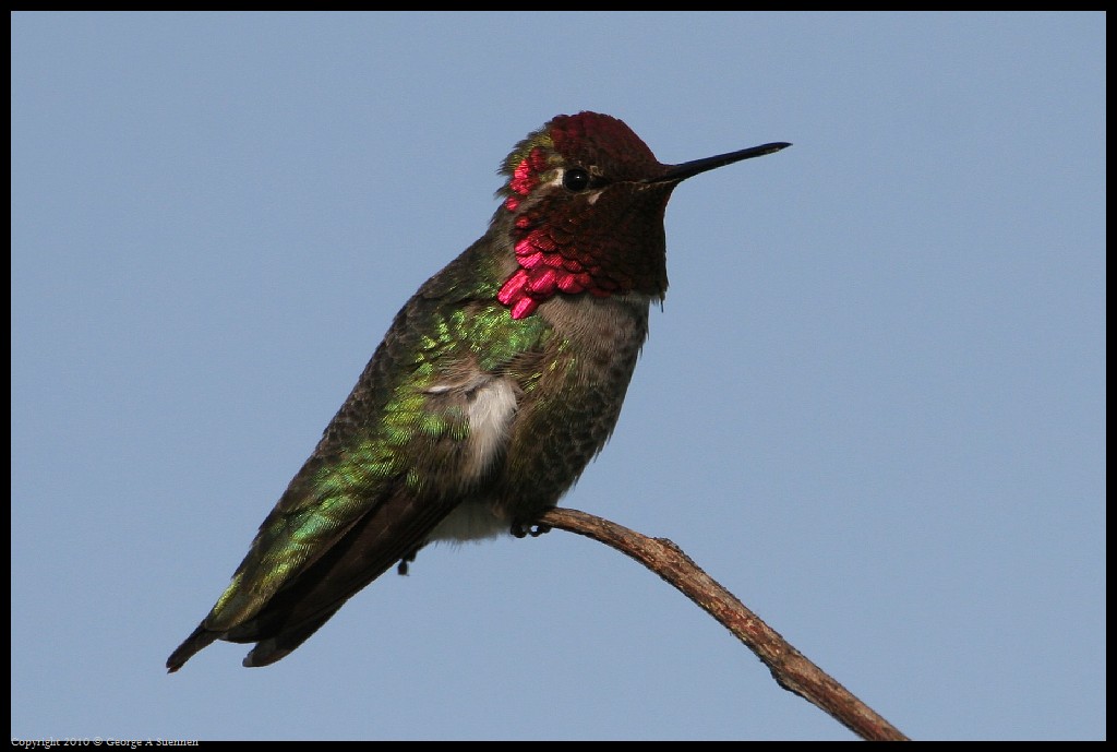 0314-171918-01.jpg - Anna's Hummingbird