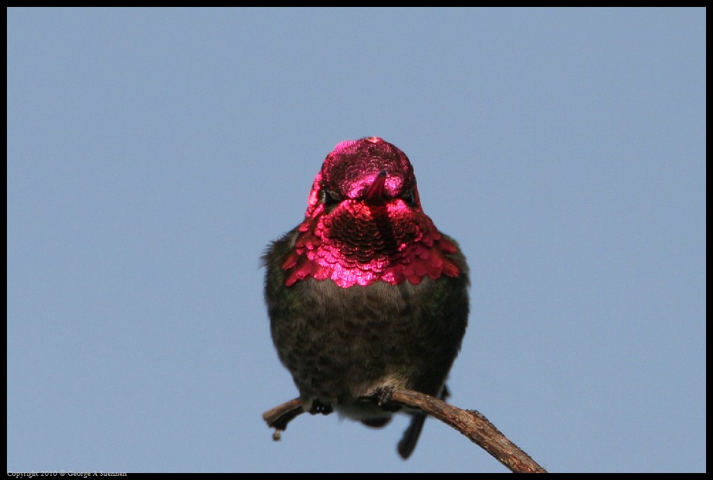 0314-171941-01.jpg - Anna's Hummingbird