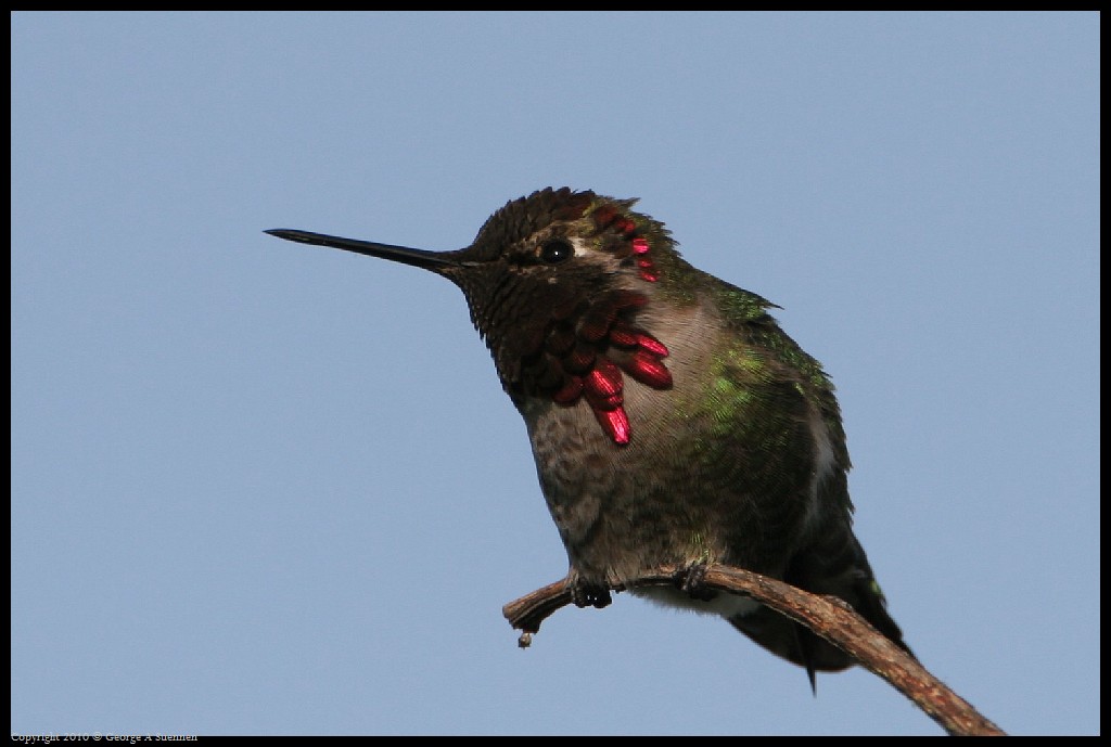 0314-171943-01.jpg - Anna's Hummingbird