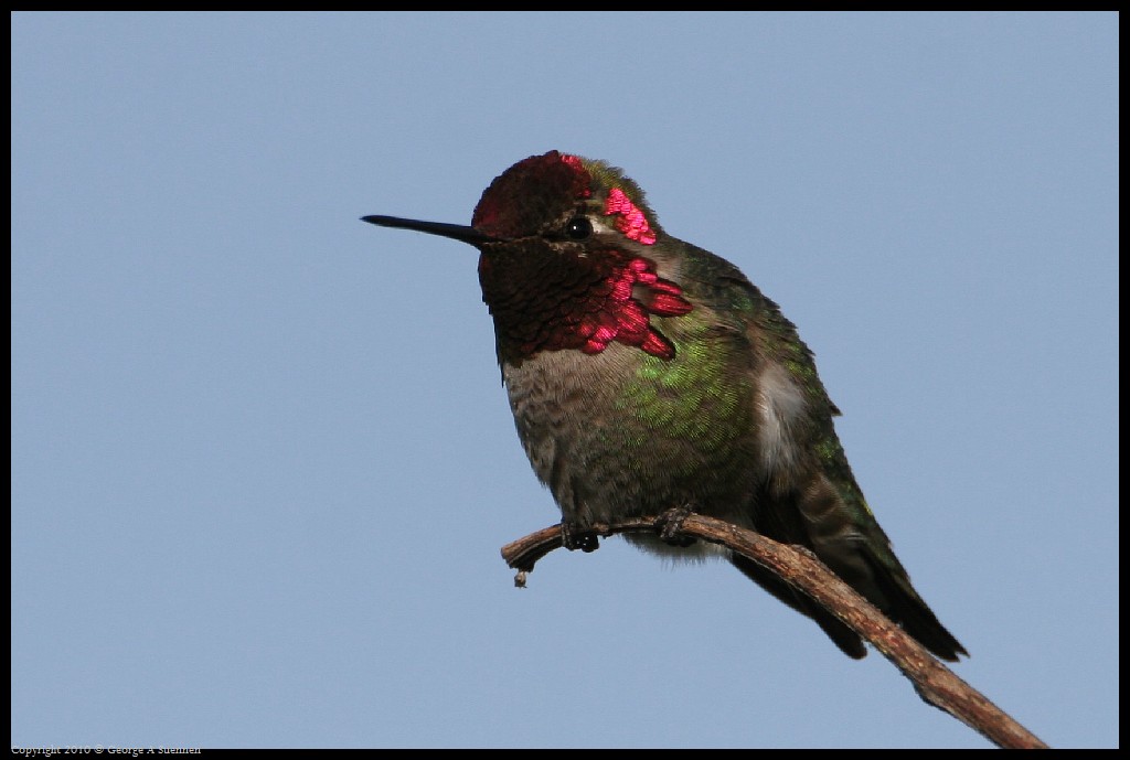 0314-171947-02.jpg - Anna's Hummingbird
