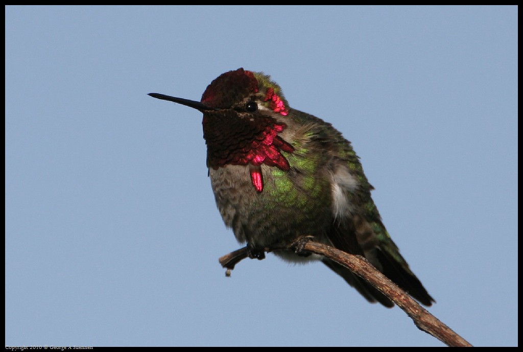 0314-172004-01.jpg - Anna's Hummingbird