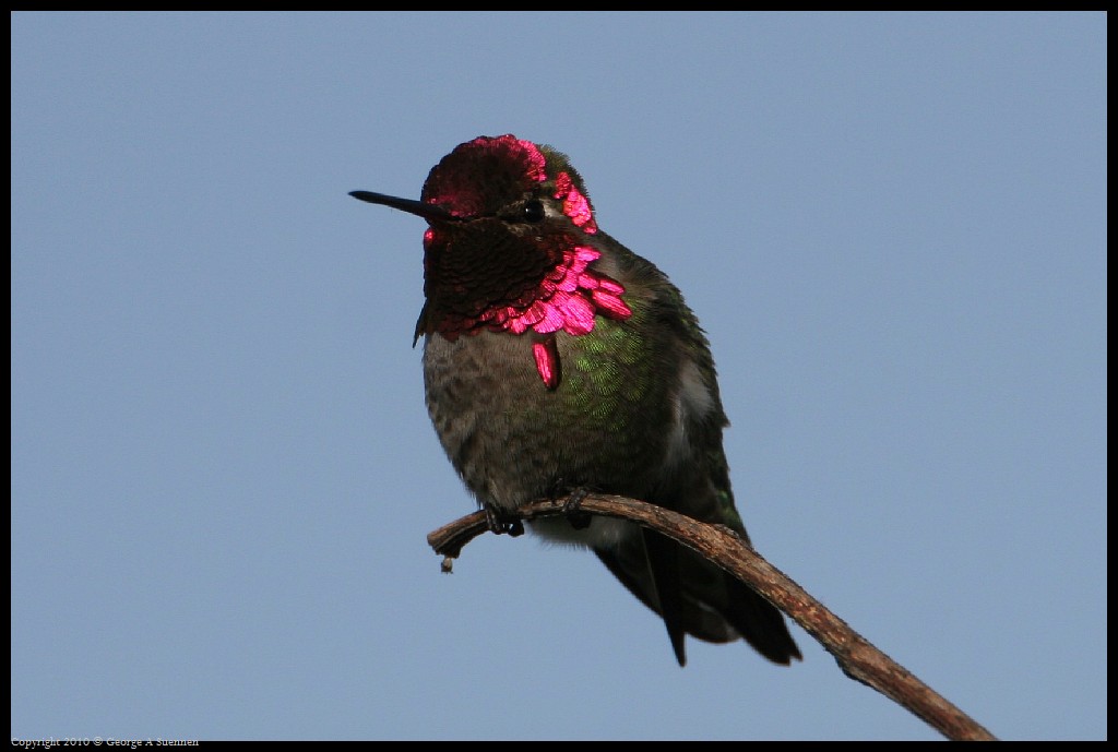 0314-172033-01.jpg - Anna's Hummingbird
