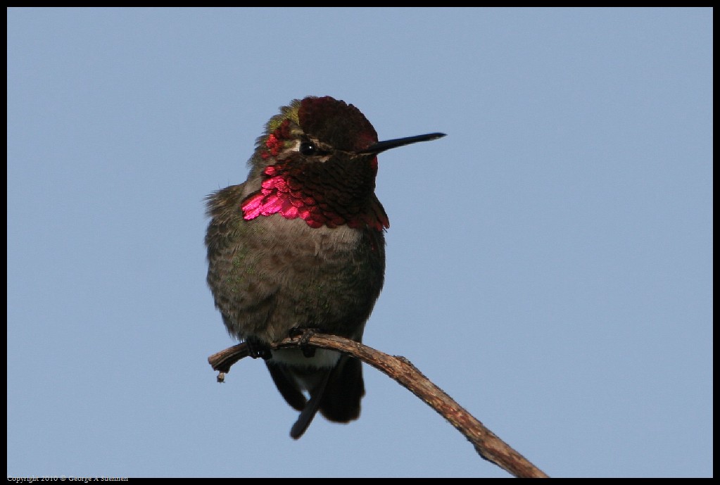 0314-172034-01.jpg - Anna's Hummingbird