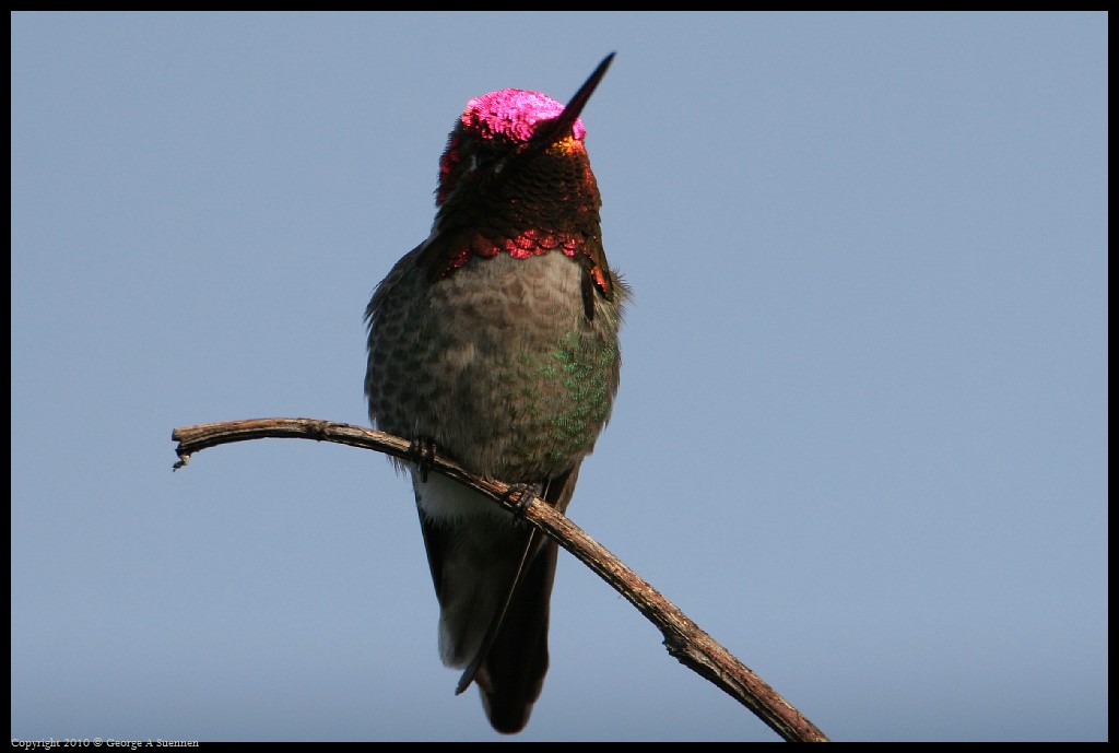 0314-172151-02.jpg - Anna's Hummingbird