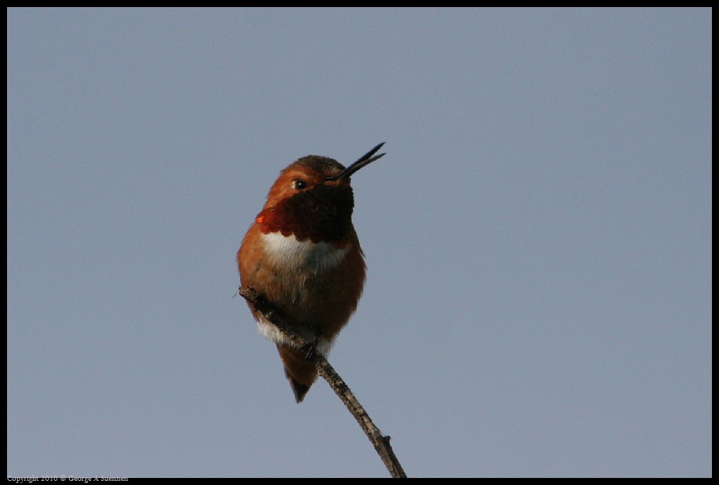 0320-171238-02.jpg - Allen's Hummingbird