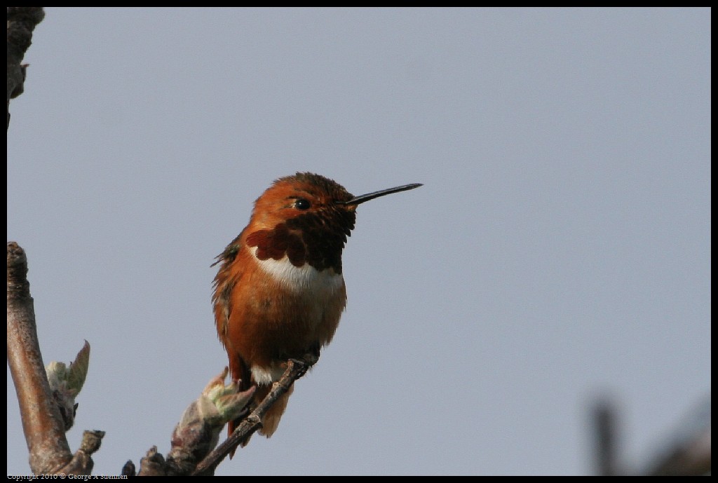 0320-171405-02.jpg - Allen's Hummingbird