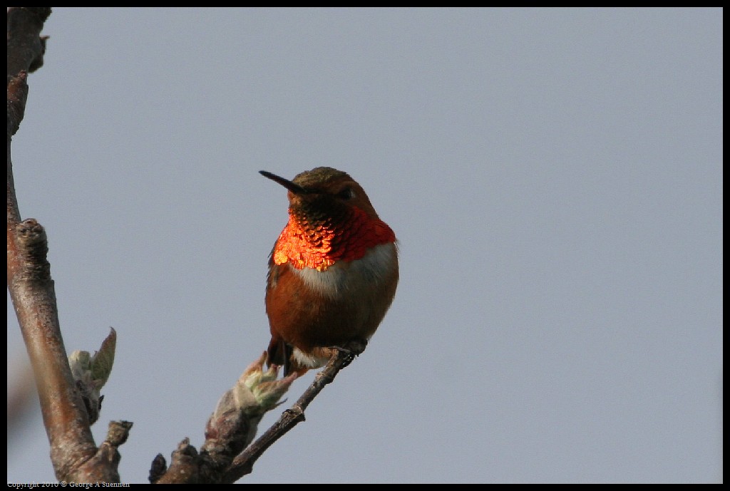 0320-171412-01.jpg - Allen's Hummingbird