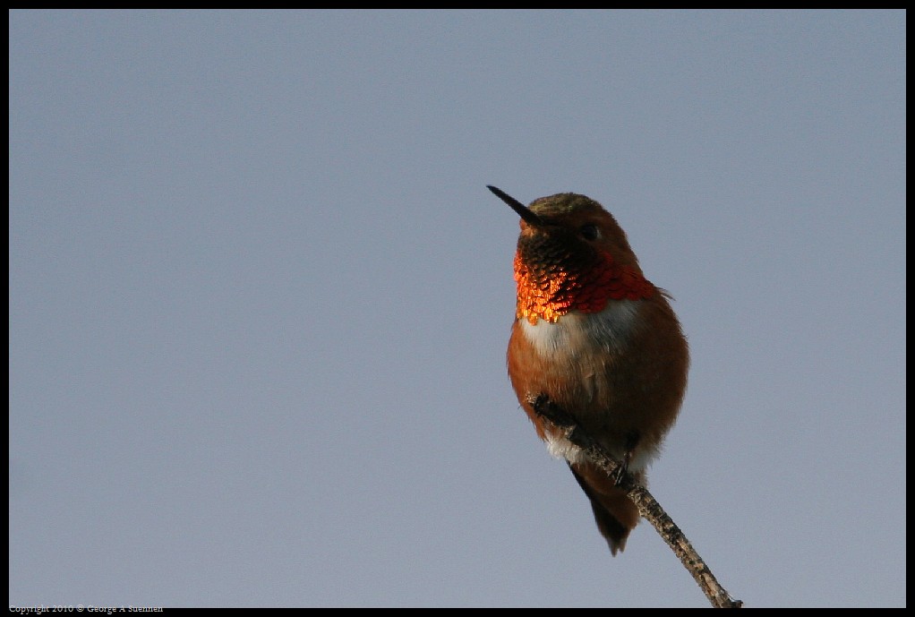 0320-171546-02.jpg - Allen's Hummingbird