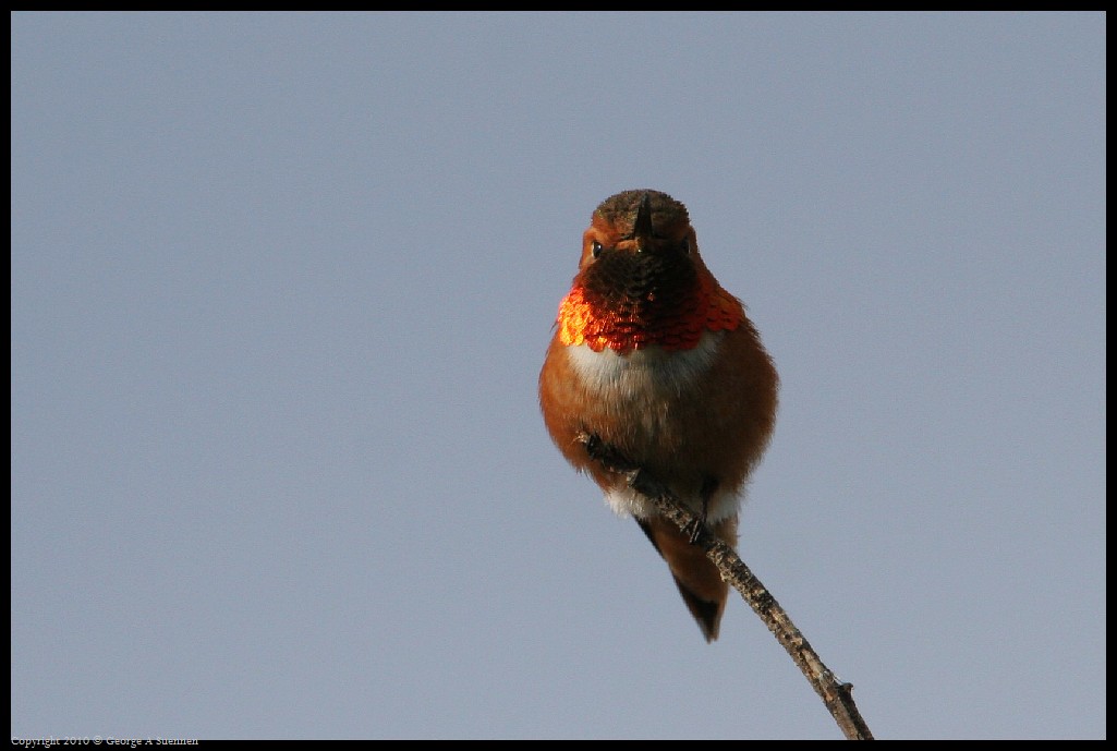 0320-171554-01.jpg - Allen's Hummingbird