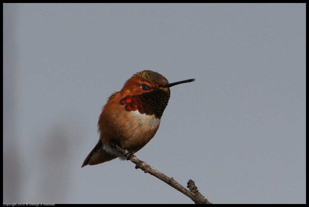 0320-171810-01.jpg - Allen's Hummingbird