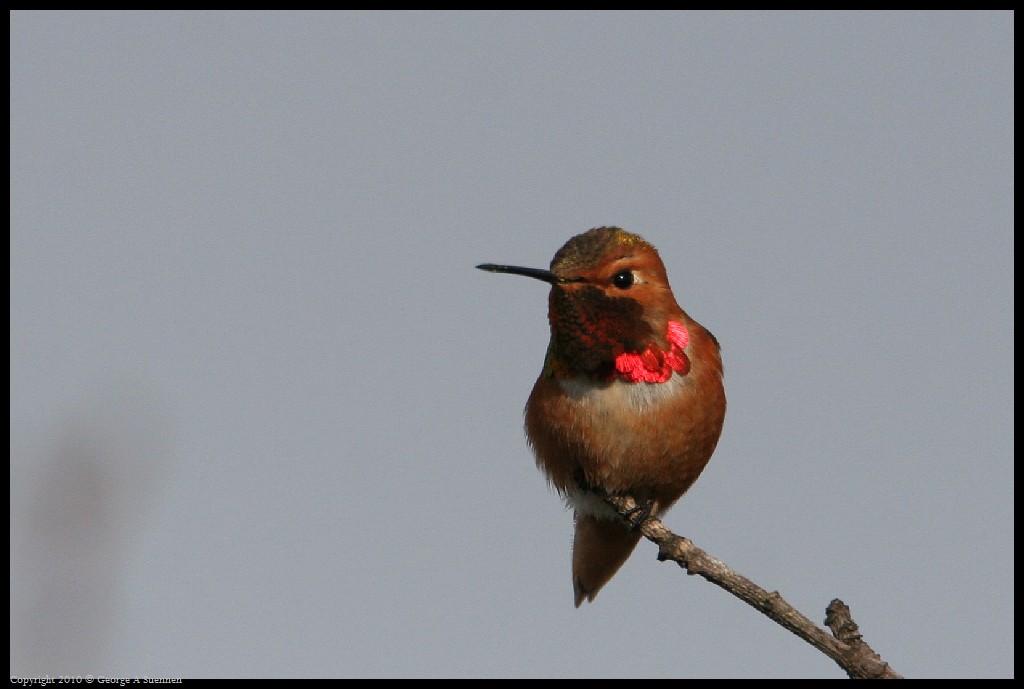 0320-171824-01.jpg - Allen's Hummingbird