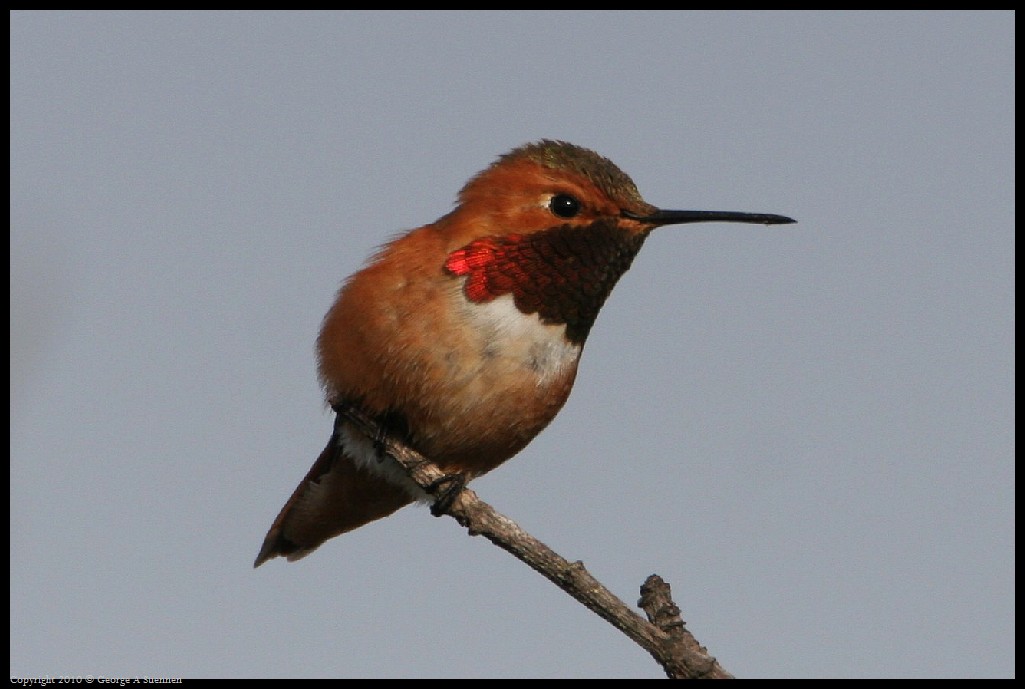 0320-171912-01.jpg - Allen's Hummingbird