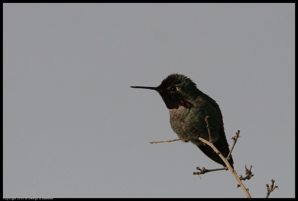 0320-174424-01.jpg - Anna's Hummingbird