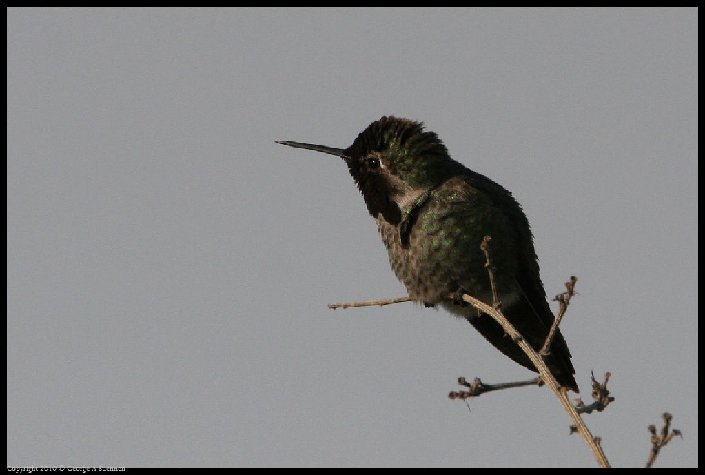 0320-174425-03.jpg - Anna's Hummingbird