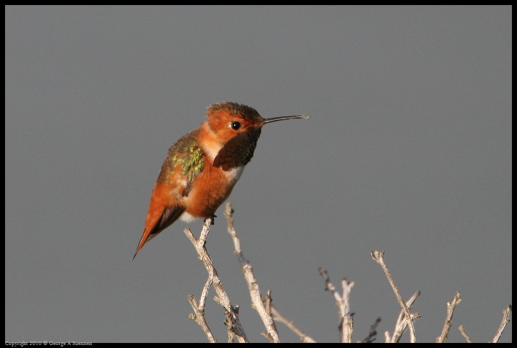 0320-175153-03.jpg - Allen's Hummingbirds