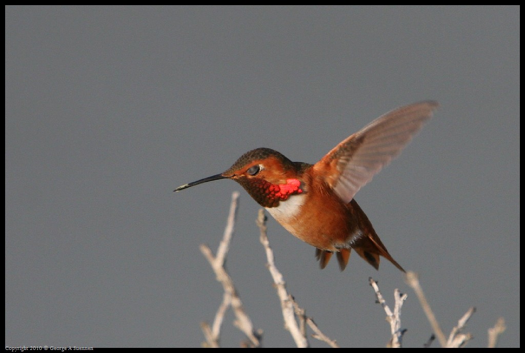 0320-175204-02.jpg - Allen's Hummingbirds