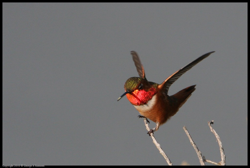 0320-175205-02.jpg - Allen's Hummingbirds