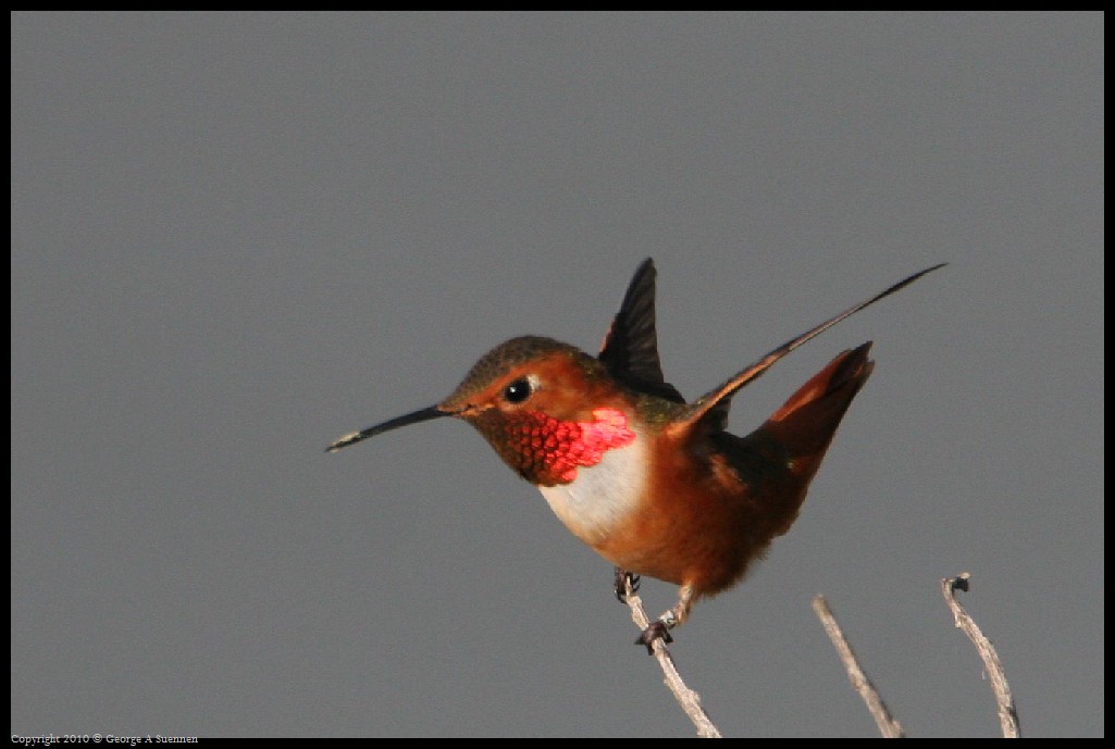 0320-175205-03.jpg - Allen's Hummingbirds