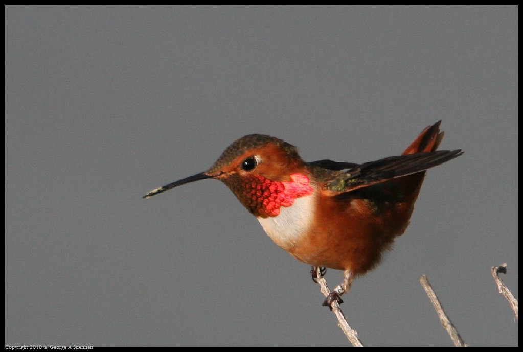 0320-175206-01.jpg - Allen's Hummingbirds