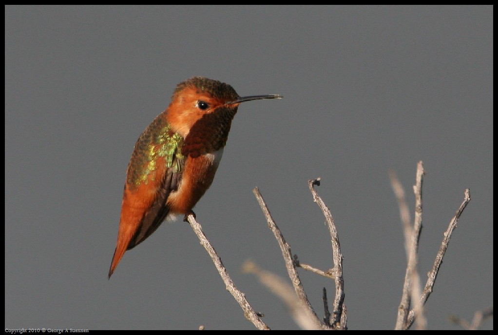 0320-175236-01.jpg - Allen's Hummingbirds