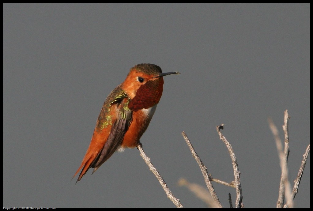 0320-175311-01.jpg - Allen's Hummingbirds