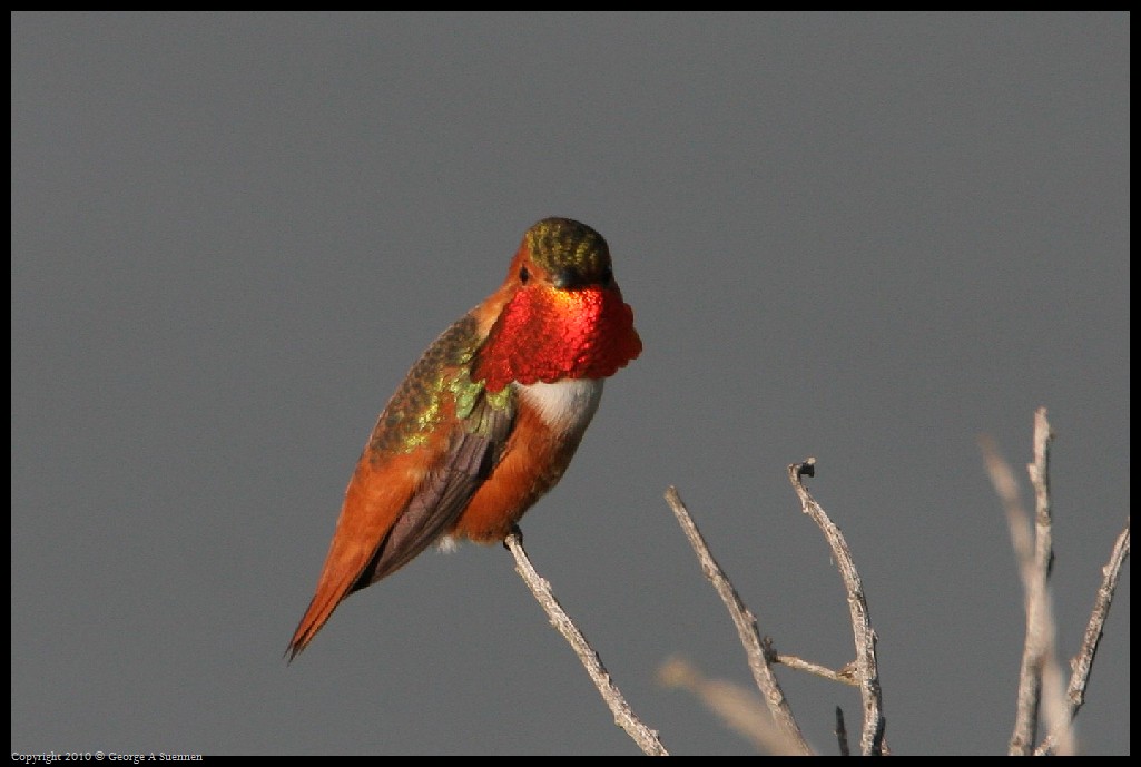 0320-175315-01.jpg - Allen's Hummingbirds