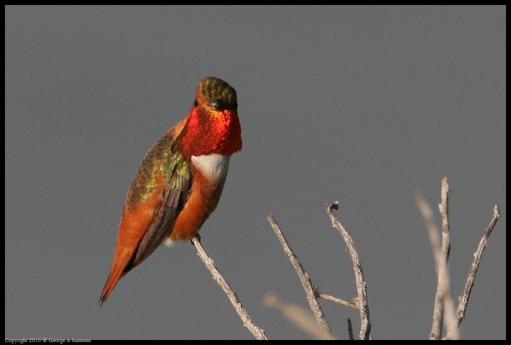 0320-175316-04.jpg - Allen's Hummingbirds