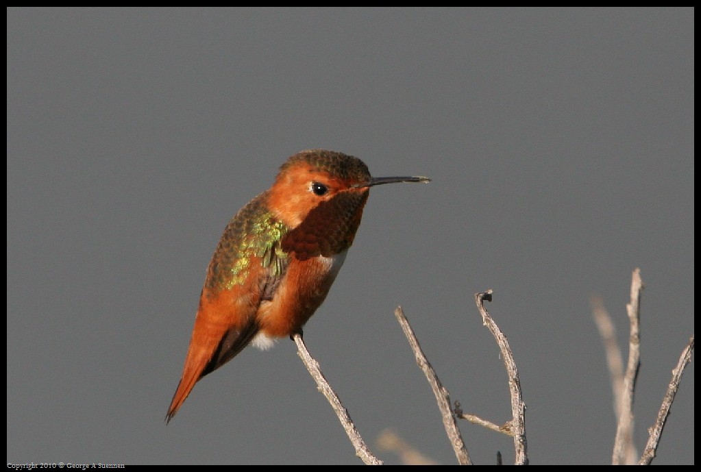0320-175355-01.jpg - Allen's Hummingbirds