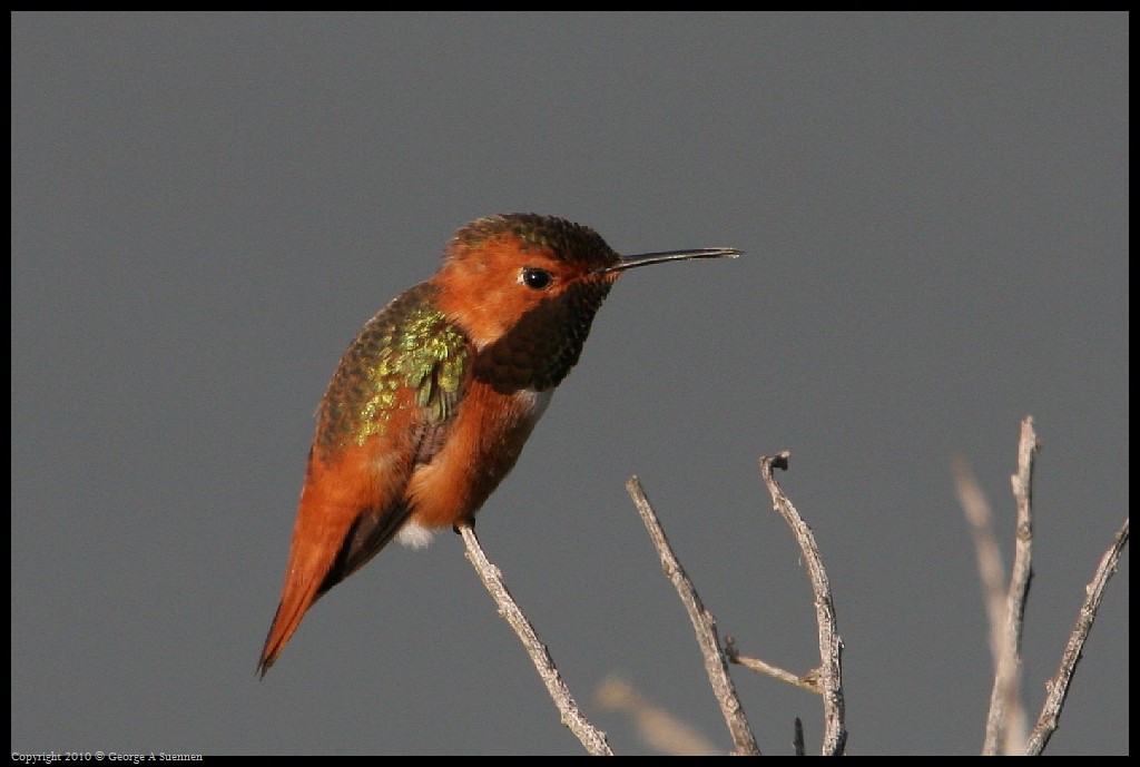 0320-175359-02.jpg - Allen's Hummingbirds
