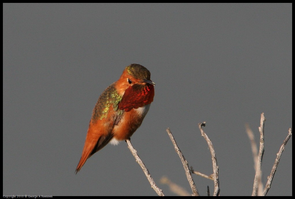 0320-175402-02.jpg - Allen's Hummingbirds