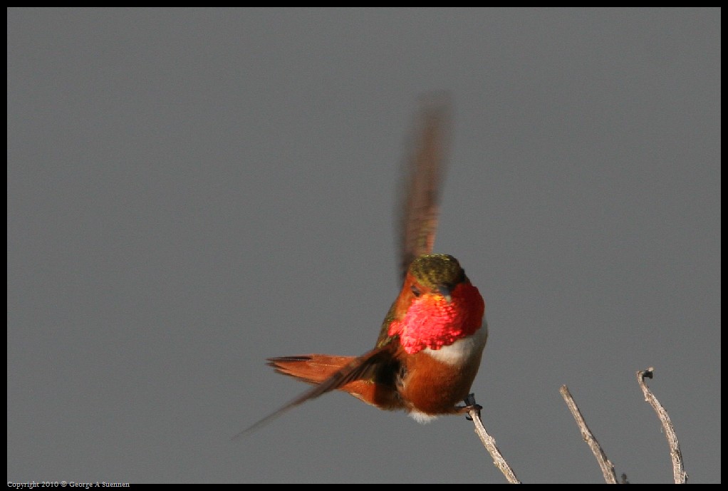 0320-175437-01.jpg - Allen's Hummingbirds