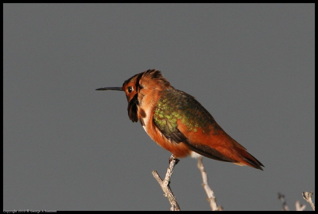0320-175628-01.jpg - Allen's Hummingbirds