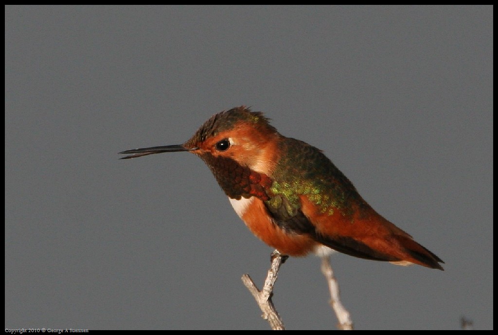0320-175628-02.jpg - Allen's Hummingbirds