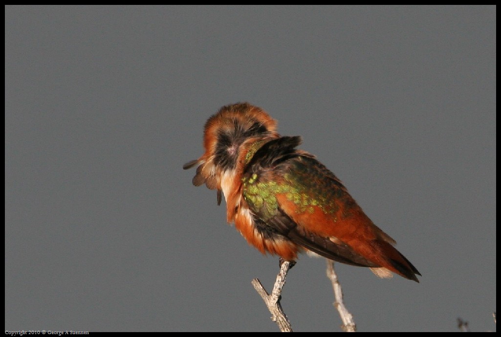 0320-175630-01.jpg - Allen's Hummingbirds
