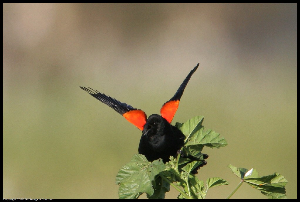 0320-180644-01.jpg - Red-winged Blackbird
