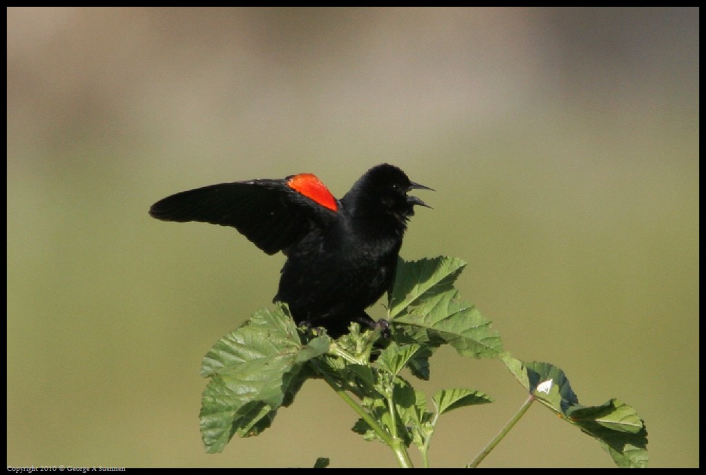 0320-180701-01.jpg - Red-winged Blackbird