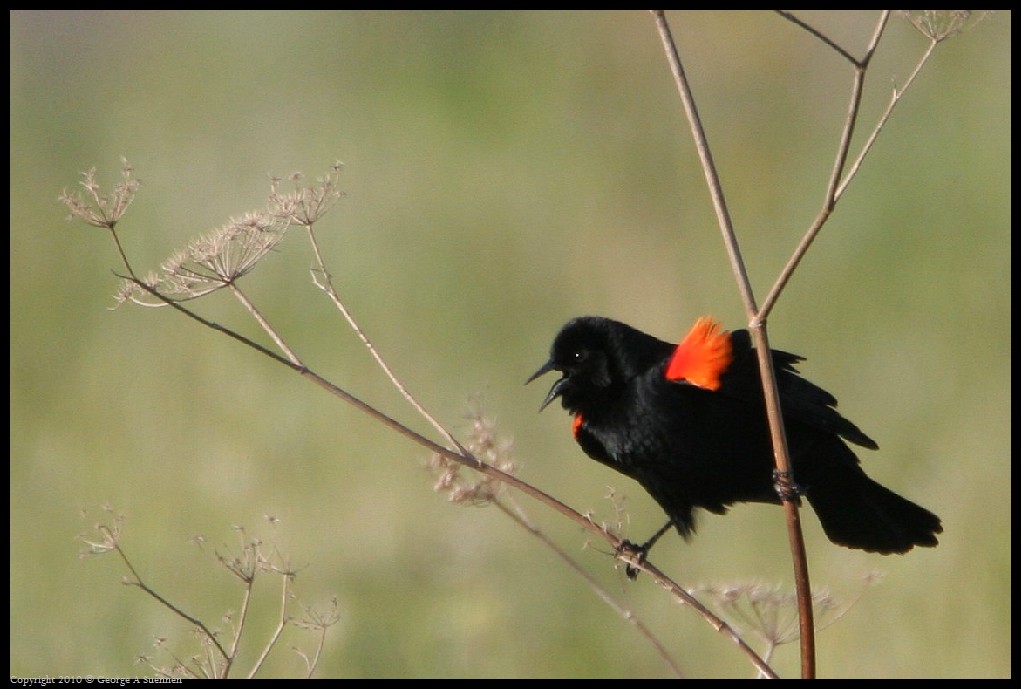 0320-180751-02.jpg - Red-winged Blackbird