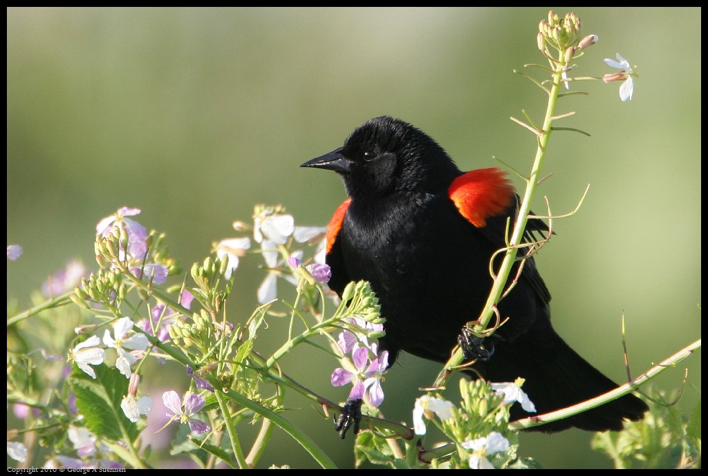 0320-180838-02.jpg - Red-winged Blackbird