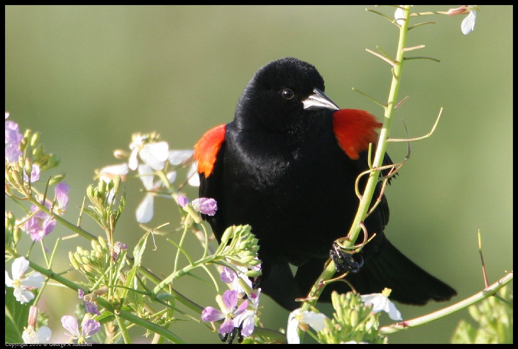 0320-180840-01.jpg - Red-winged Blackbird