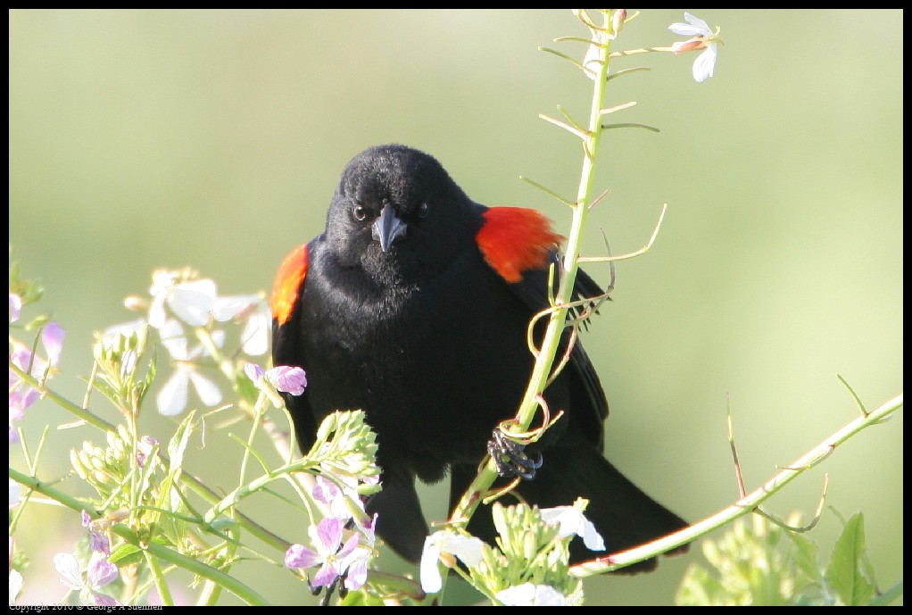 0320-180843-03.jpg - Red-winged Blackbird