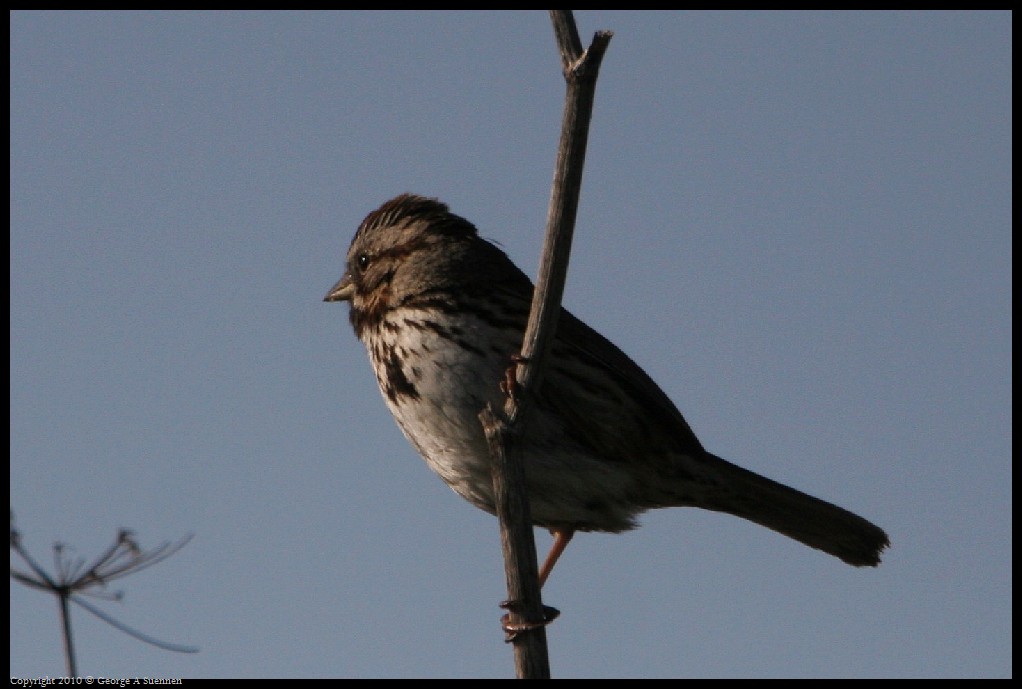 0327-173204-01.jpg - Song Sparrow