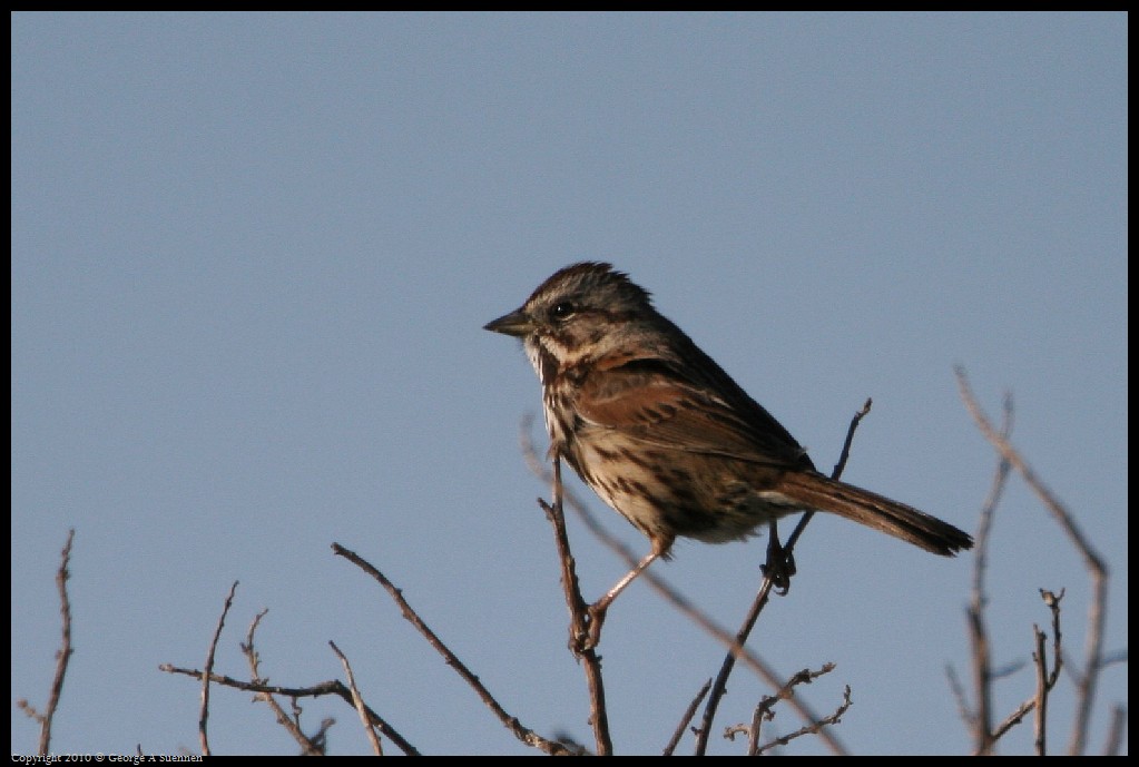 0327-173250-02.jpg - Song Sparrow