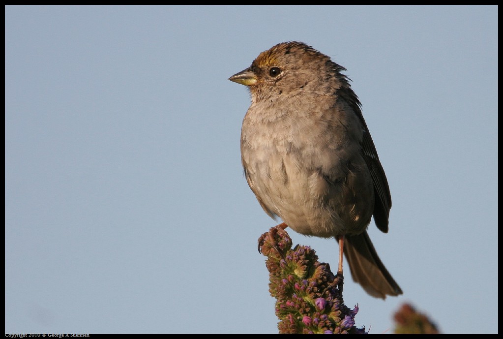 0327-181422-01.jpg - Golden-crowned Sparrow