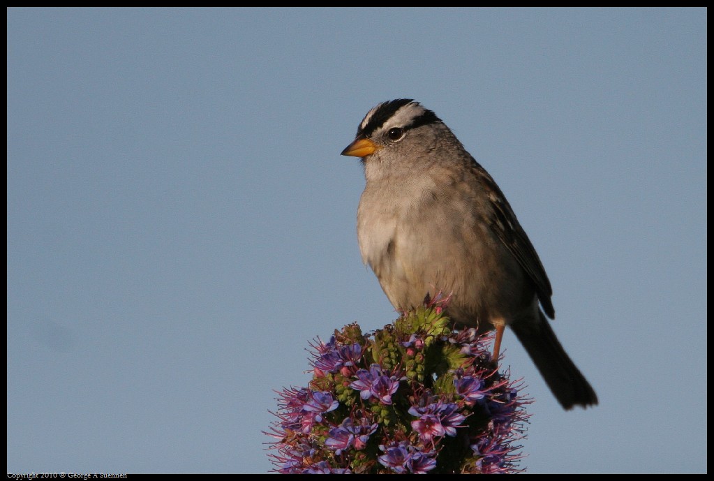 0327-181518-01.jpg - White-crowned Sparrow