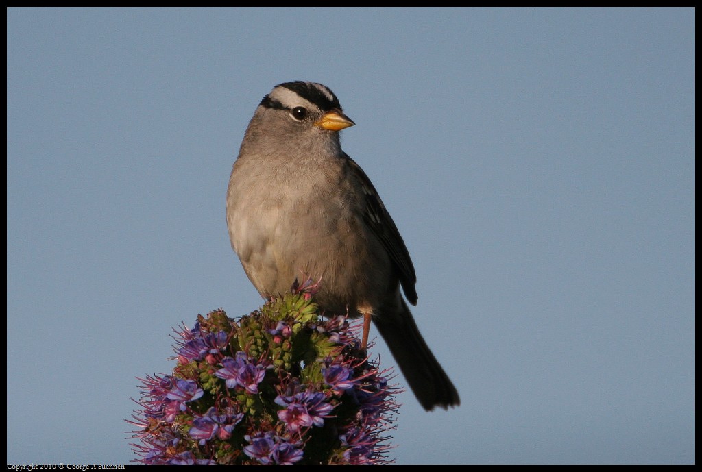 0327-181520-01.jpg - White-crowned Sparrow