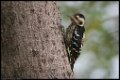 WoodpeckerGray-capped