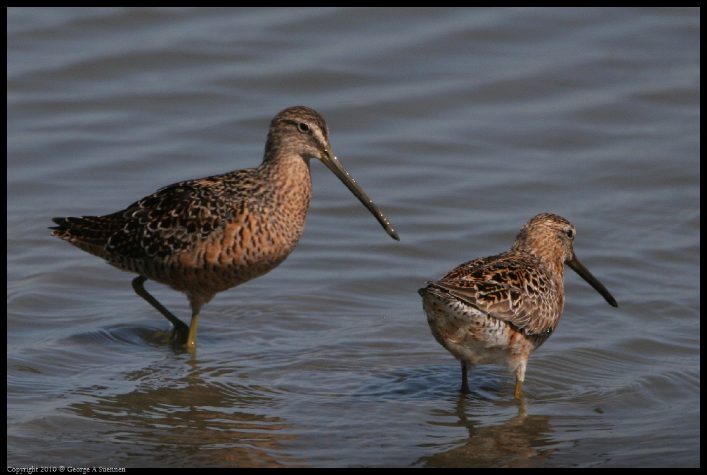 0425-015750-01.jpg - Dowitchers (Long and Short-billed)