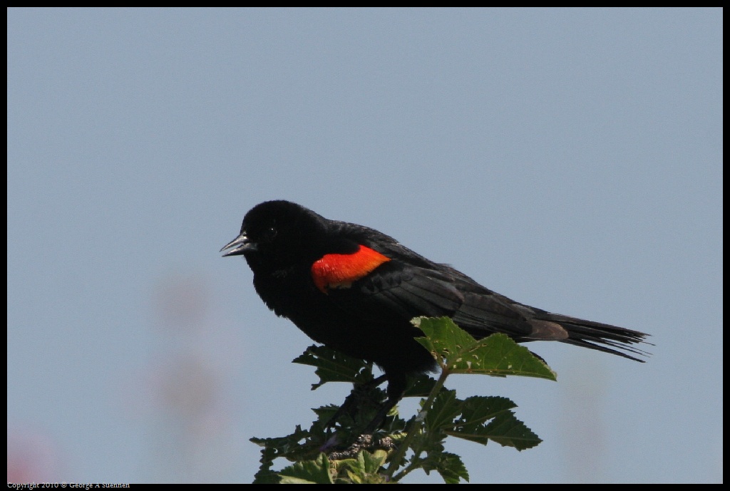 0425-022050-01.jpg - Red-winged Blackbird