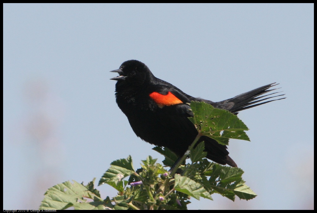 0425-022111-01.jpg - Red-winged Blackbird